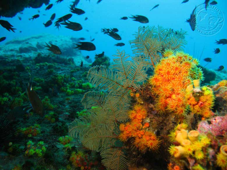 scuba diving photo