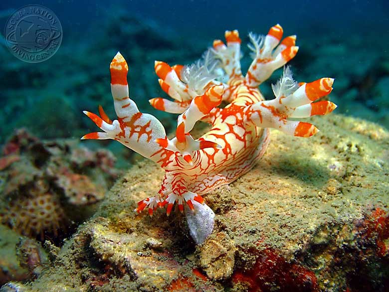 sea life
