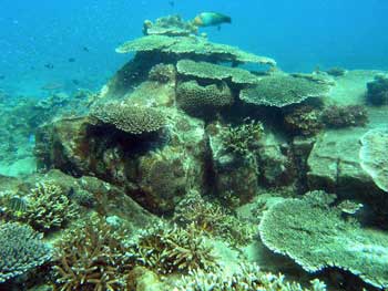 scuba diving Sihanoukville